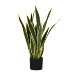 King Collection Pianta ornamentale Sansevieria 21 foglie